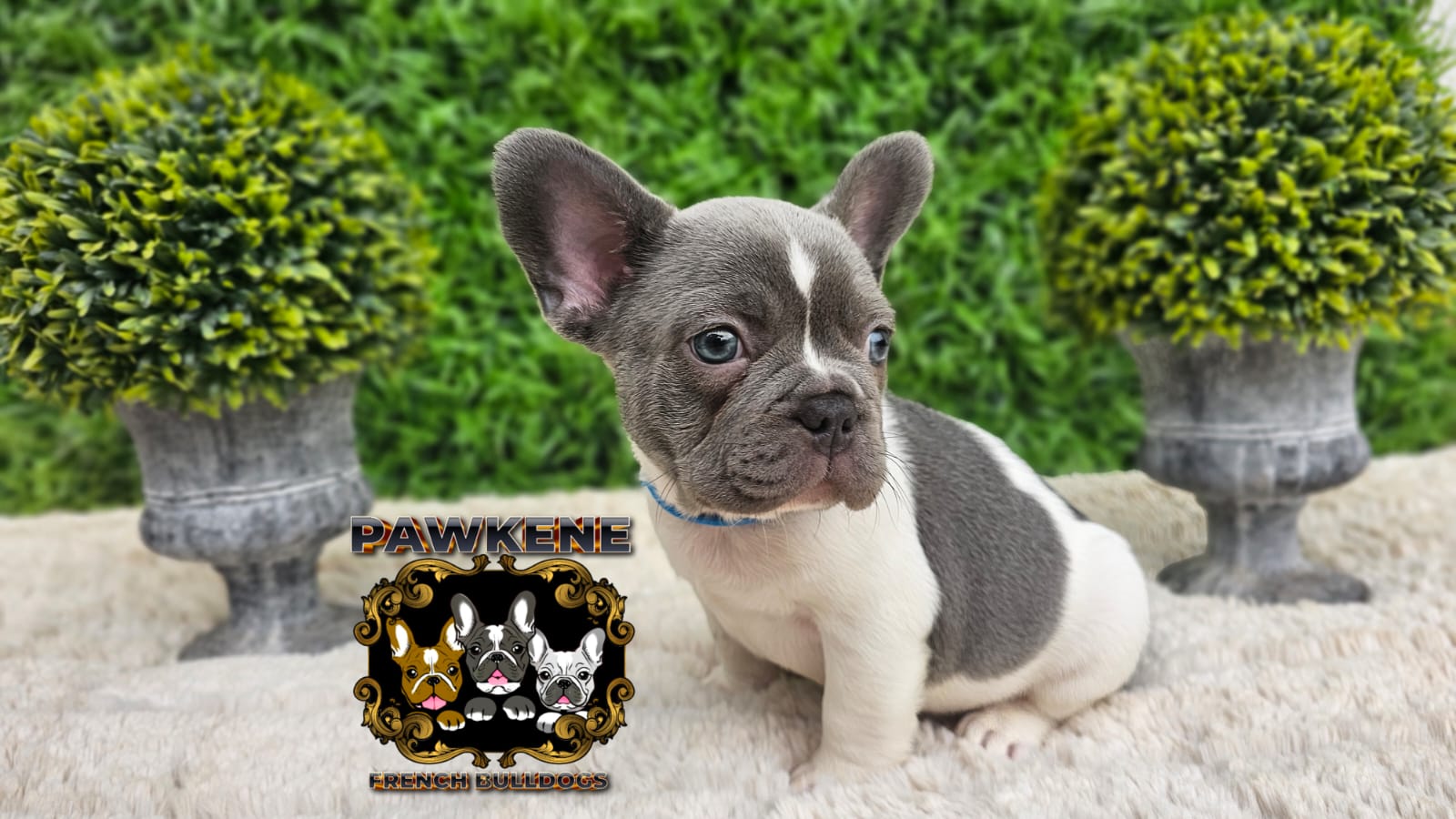 Image of french male bulldog 1